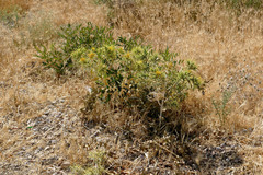 Carthamus oxyacantha