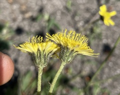 Pilosella brachiata