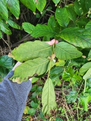 Colomerus spathodeae
