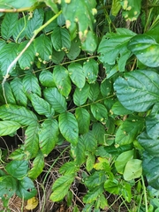 Colomerus spathodeae