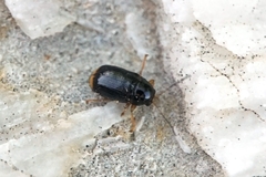 Cryptocephalus chrysopus