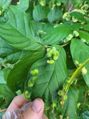 Colomerus spathodeae