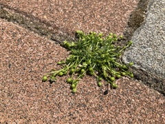 Sagina procumbens
