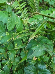 Colomerus spathodeae
