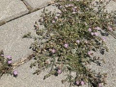 Spergularia rubra