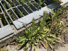 Myosotis arvensis