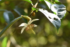Magnolia figo
