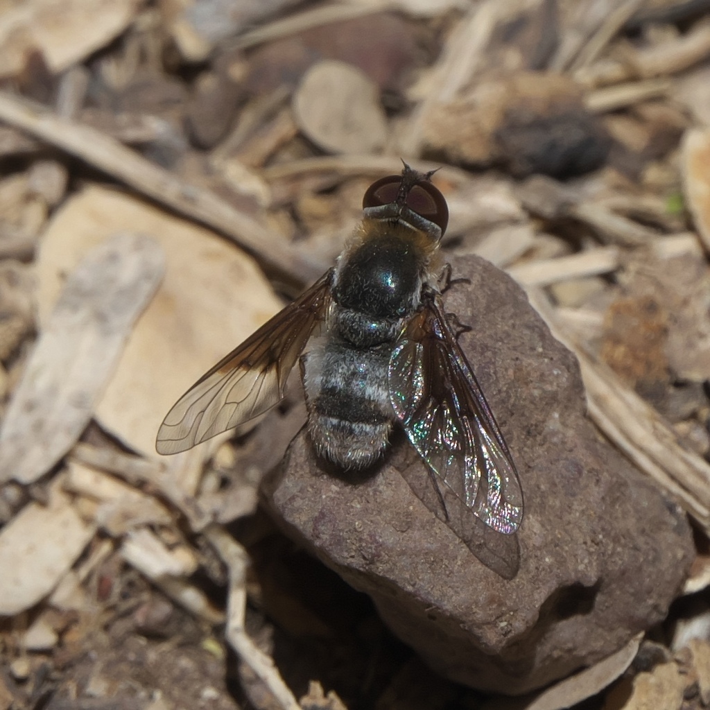 Paravilla cunicula
