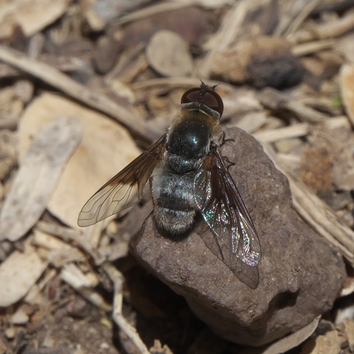 Paravilla cunicula