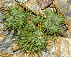 Minuartia dichotoma