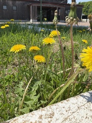 Taraxacum officinale
