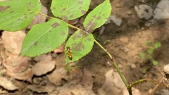 Episyrphus balteatus