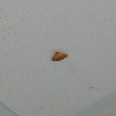 Nosophora semitritalis