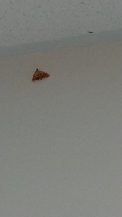 Nosophora semitritalis