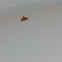 Nosophora semitritalis