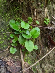 Mickelopteris cordata