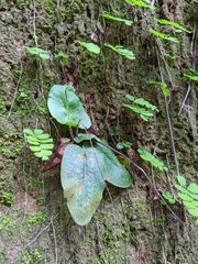 Mickelopteris cordata