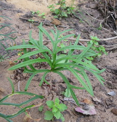 Pelargonium caffrum