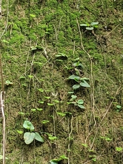 Mickelopteris cordata