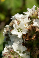 Sidalcea malachroides