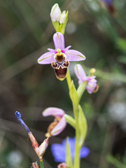 Ophrys scolopax