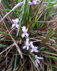 Cyphia digitata digitata