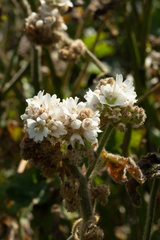 Sidalcea malachroides