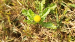 Grangea maderaspatana