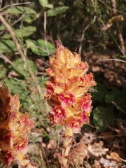 Orobanche gracilis
