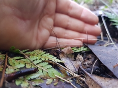 Xylaria filiformis