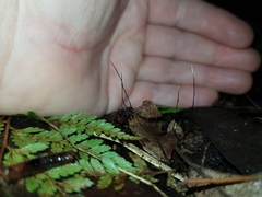 Xylaria filiformis