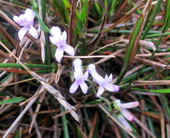 Cyphia digitata digitata