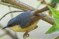 Prinia socialis