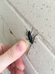 Strongylium erythrocephalum