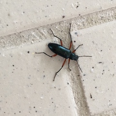 Strongylium erythrocephalum