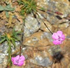 Dianthus microlepis