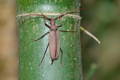 Aegolipton marginale