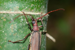 Aegolipton marginale