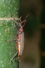 Aegolipton marginale