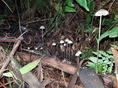 Mycena cystidiosa