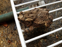 Anaxyrus fowleri