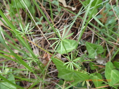 Galium pumilum
