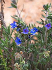Lithodora