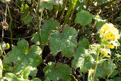 Sidalcea malachroides