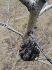 Pachypappa sacculi
