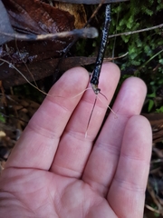 Xylaria filiformis