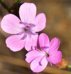 Dianthus microlepis