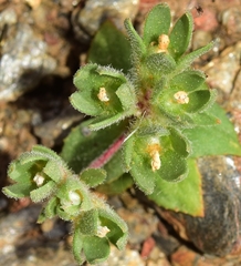 Androsace maxima