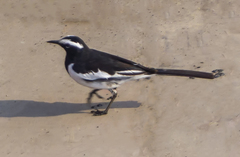 Motacilla maderaspatensis