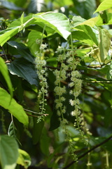 Homalium cochinchinense